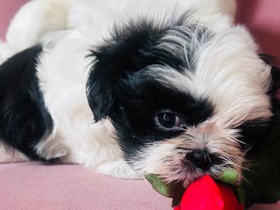 Stunning Purebred ShihTzu Puppies