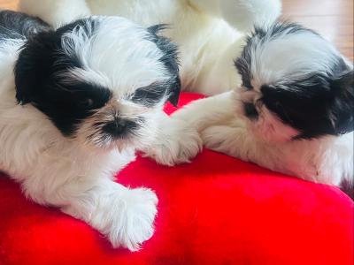 Stunning Purebred ShihTzu Puppies