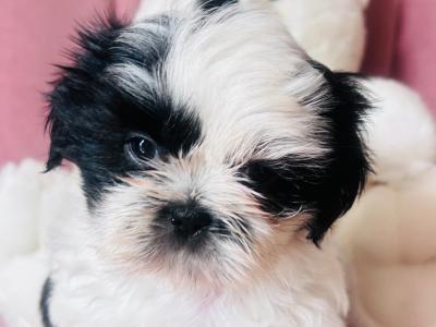 Stunning Purebred ShihTzu Puppies