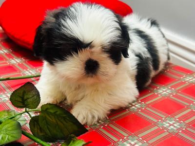 Stunning Purebred ShihTzu Puppies