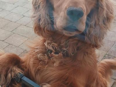 1 year old male Cocker Spaniel