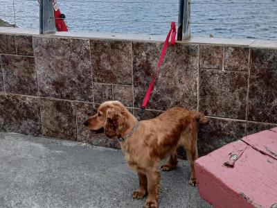 1 year old male Cocker Spaniel