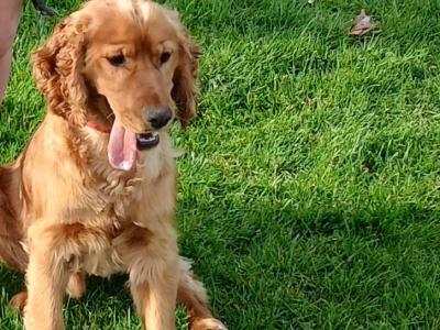 1 year old male Cocker Spaniel