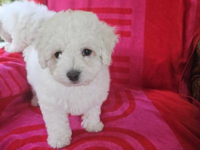 Bichon Frise puppies for sale