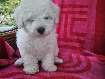 Bichon Frise puppies for sale