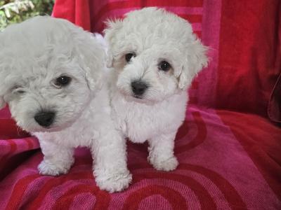 Bichon Frise puppies for sale