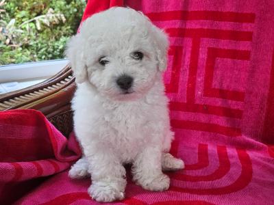Bichon Frise puppies for sale in Kildare