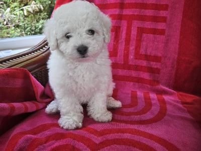 Bichon Frise puppies for sale