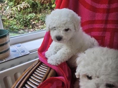 Bichon Frise puppies for sale