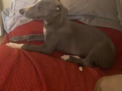 Whippet puppies in Cork