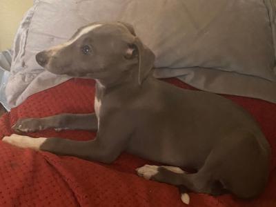 Whippet puppies in Cork