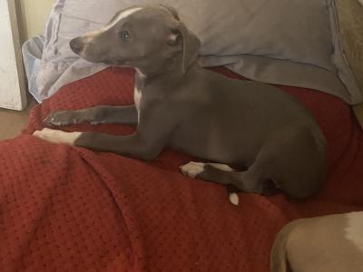 Whippet puppies in Cork