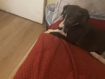 Whippet puppies in Cork