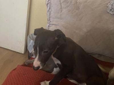 Whippet puppies in Cork