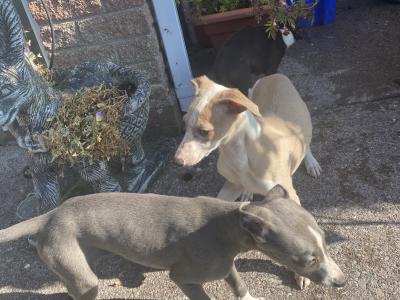 Whippet puppies in Cork