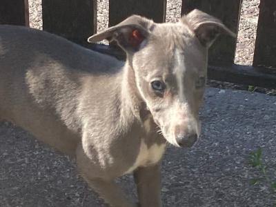 Whippet puppies in Cork