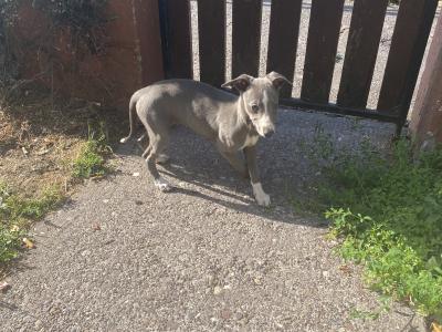 Whippet puppies in Cork