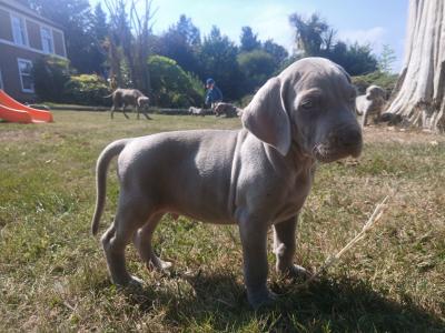Beautiful Weimaraner puppies in Wexford