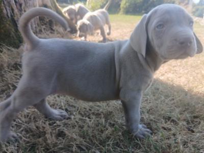 Beautiful Weimaraner puppies in Wexford