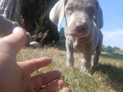 Beautiful Weimaraner puppies in Wexford