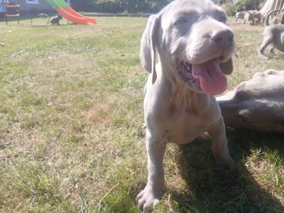 Beautiful Weimaraner puppies in Wexford