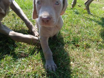 Beautiful Weimaraner puppies in Wexford