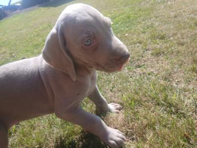 Beautiful Weimaraner puppies in Wexford
