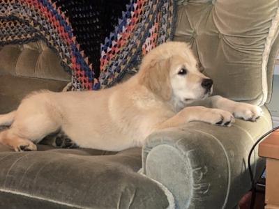Trevor - Golden Retriever for stud in Wexford