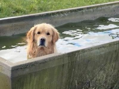 Trevor - Golden Retriever for stud in Wexford