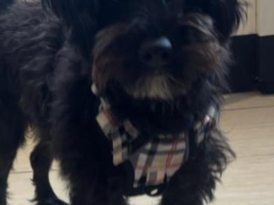 Luna is a female Westiepoo puppy 1 year old female. West Highland Terrier x Poodle) in Kerry
