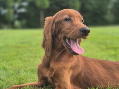 Stunning IKC Registered male Red Setter
