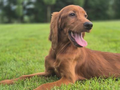 Stunning IKC Registered male Red Setter puppy in Limerick