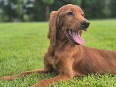 Stunning IKC Registered male Red Setter puppy 5 months old in Limerick