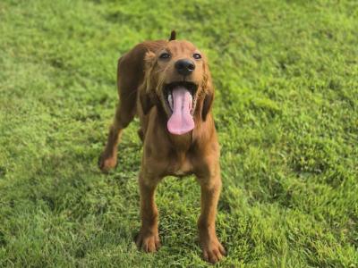 Stunning IKC Registered male Red Setter