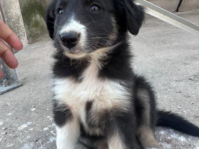 Male Border Collie pup