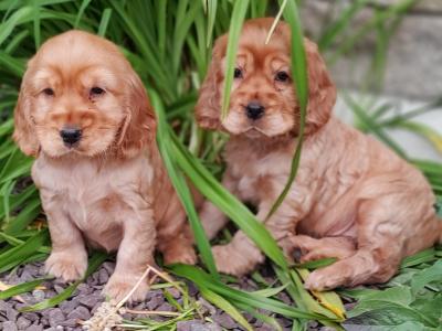 Golden Cocker Spaniel puppies for sale in Wexford