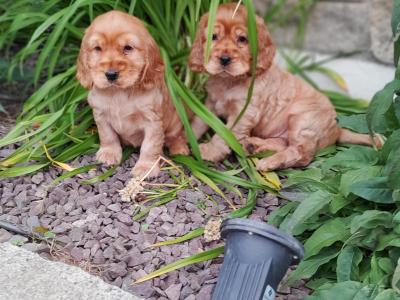 Golden Cocker Spaniel Puppies for Sale