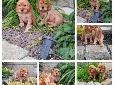 Golden Cocker Spaniel Puppies for Sale