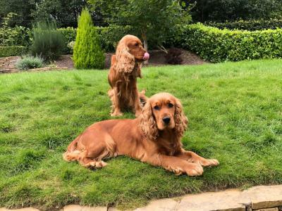 Golden Cocker Spaniel Puppies for Sale