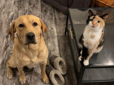 Golden Labrador for stud