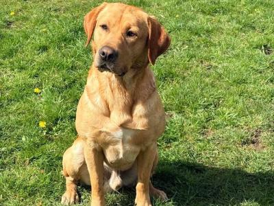 Golden Labrador for stud