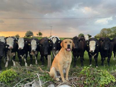 Golden Labrador for stud