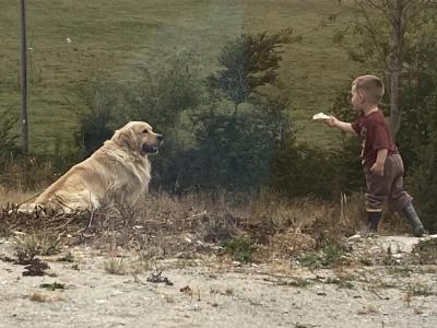 Trevor - Golden Retriever for stud in Wexford