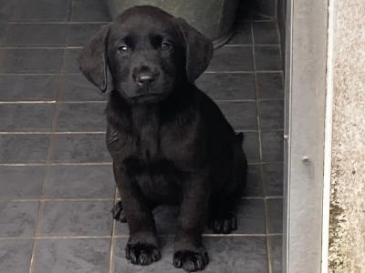 IKC Registered Labrador puppies with excellent pedigree in Clare