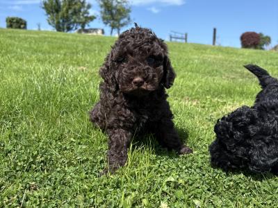 Genuine pedigree *Toy* Poodles