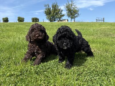 Genuine pedigree *Toy* Poodles