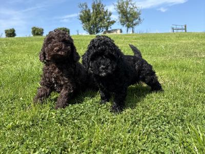 Genuine pedigree *Toy* Poodles