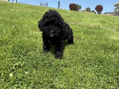 Genuine pedigree *Toy* Poodles