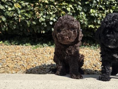 Genuine pedigree *Toy* Poodles