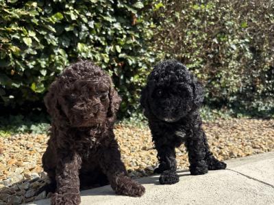 Genuine pedigree *Toy* Poodles